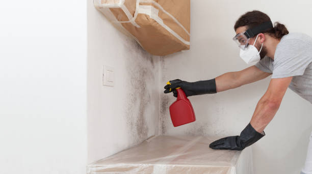 Professional Black Mold Removal technician working in Boyne City, MI