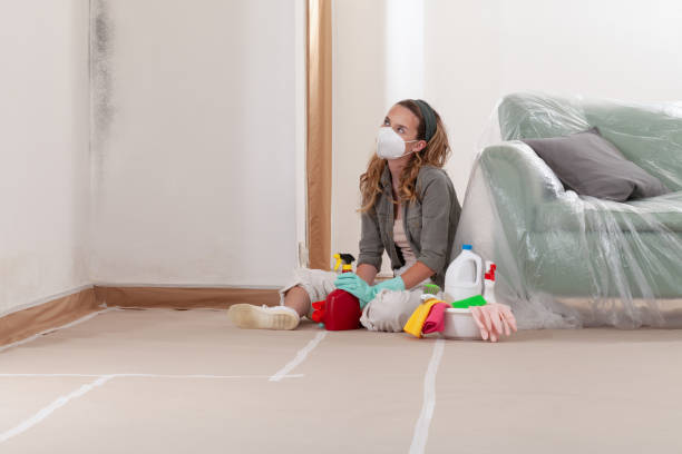 Reliable Black Mold Removal contractor in Boyne City, MI by WQB Mold Removal